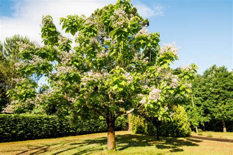 catalpa en fleurs dans un jardin