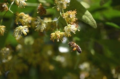 fleurs de tilleul et abeilles butinant