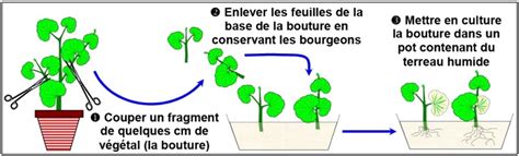 Schéma des méthodes de multiplication végétative