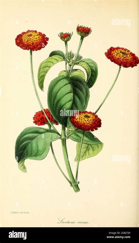 Lantana sec et ses feuilles flétries