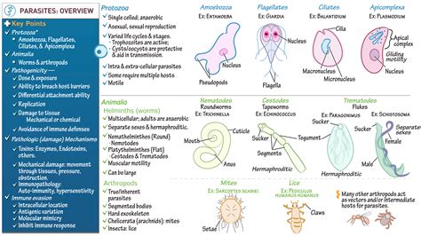 Diagramme des principaux parasites du lantana