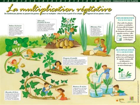 Infographie sur les différentes méthodes de multiplication des plantes