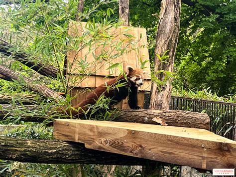 Image d'un panda roux dans la Ménagerie du Jardin des Plantes