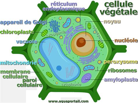 Diagramme montrant les différents composants d'une pomme