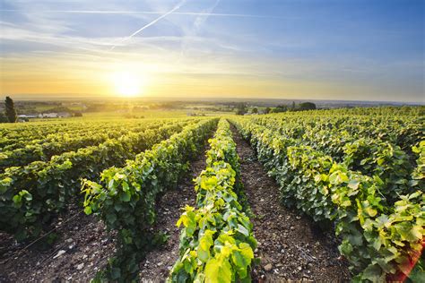 Vignobles en Croatie, région de Krasina