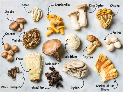 Map showing areas where wild berries and mushrooms are commonly harvested, with warnings about potential contamination zones