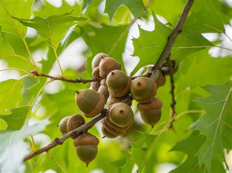 Red oak tree and its acorns