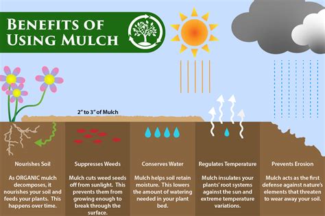 Benefits of mulching infographic