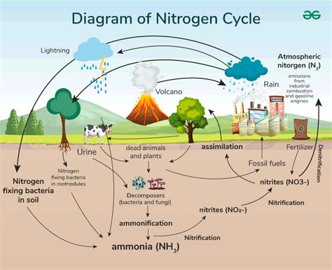 Diagram of carbon-nitrogen cycle in soil