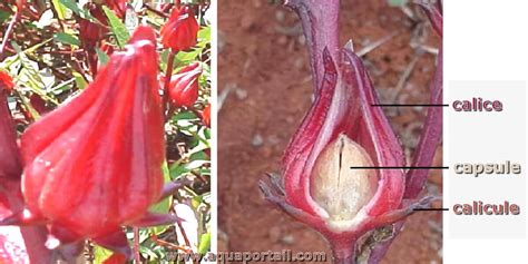 Illustration botanique de l'Hibiscus sabdariffa montrant les calices, les fleurs et les feuilles