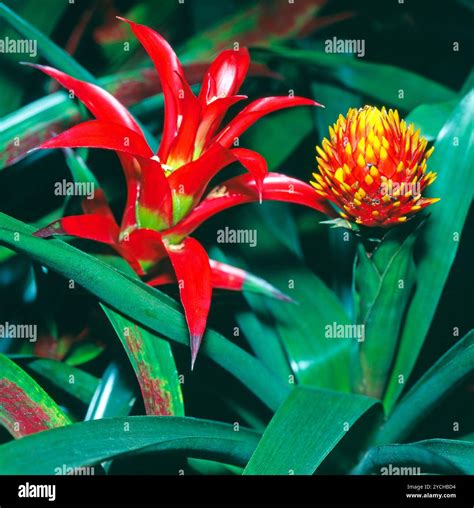 Guzmania avec bractées colorées
