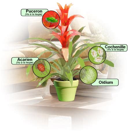 Identification des parasites courants du Guzmania