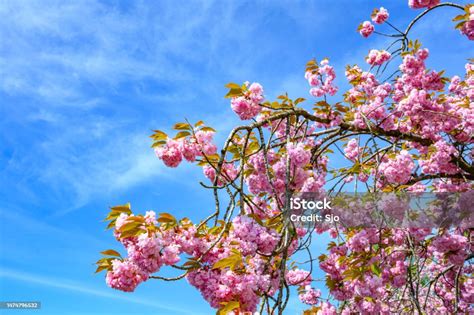Cerisier 'Van' en pleine floraison