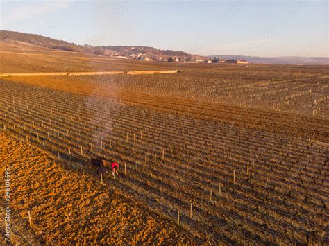 Vue aérienne de vignes étroites avec des rangs serrés
