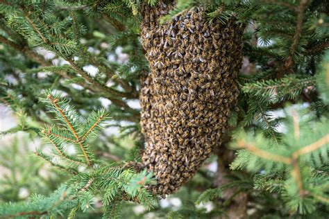 Essaim d'abeilles sur une branche d'arbre