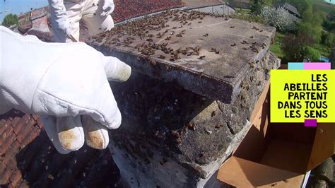 Essaim d'abeilles dans une cheminée