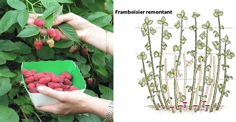 Entretien d'un framboisier : taille et arrosage