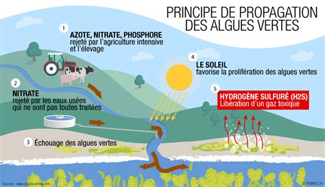 Schéma des bienfaits des algues sur le sol
