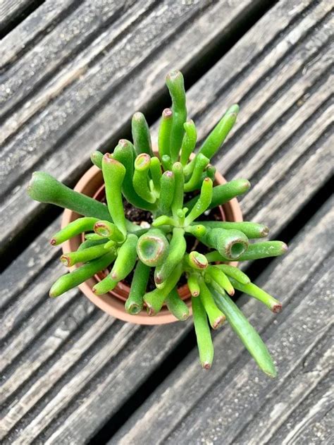 Plante succulente avec de nouvelles racines