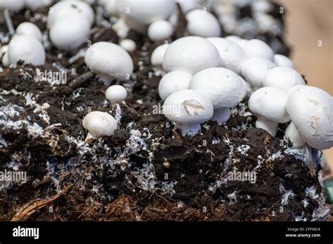 Gros plan sur du mycélium blanc dans le compost