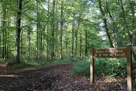 Arbres dans la forêt de Cerisy