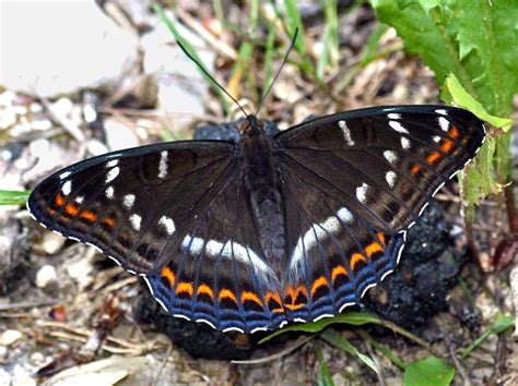 Papillon Grand Sylvain