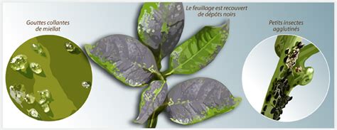 Schéma illustrant les symptômes de la fumagine sur feuille