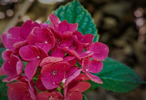 Plan rapproché des inflorescences rouge sang de l'Hydrangea macrophylla ‘Sanguinea’