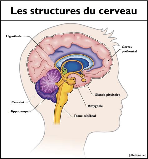 Structure du cerveau humain avec les principales divisions
