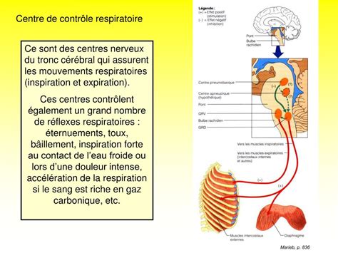 Schéma du centre respiratoire dans le tronc cérébral
