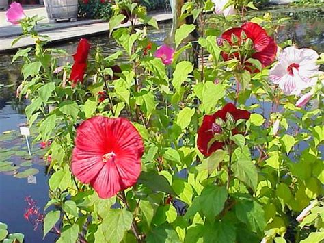 Un massif d'hibiscus des marais en fleurs au bord d'un point d'eau
