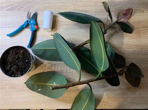 Schéma illustrant les étapes de découpe et de mise en pot d'une bouture d'hibiscus