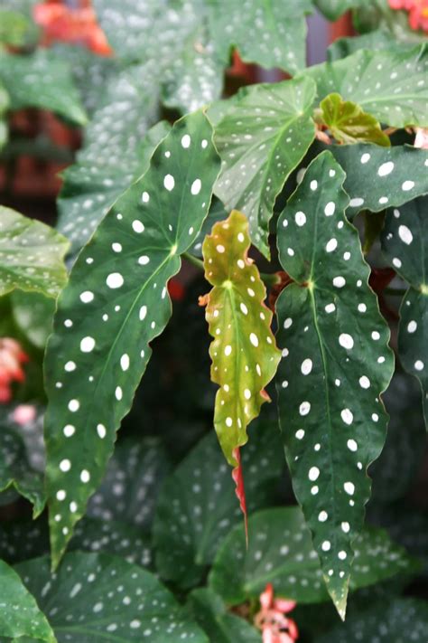 Photographie détaillée d'un Begonia maculata montrant ses feuilles tachetées de blanc et ses grappes de fleurs roses