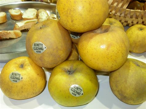 Gros plan sur une pomme Reinette de France montrant son épiderme grisâtre et marbré