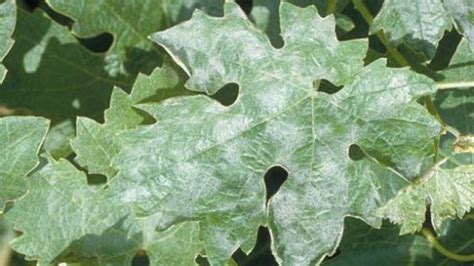 Feutrage blanc de l'oïdium sur une feuille de plante