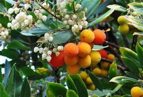 Arbousier avec ses fruits caractéristiques et son feuillage denté persistant