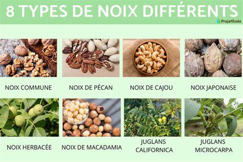 Schéma comparatif des différentes variétés de noisettes et leurs écorces