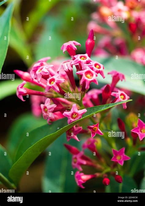 fleurs tubulaires du Cestrum