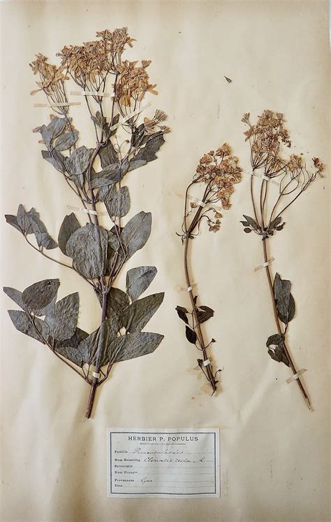herbier ancien et plantes séchées
