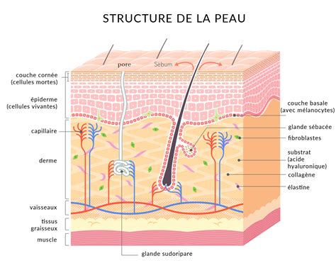 Schéma illustrant la structure de la peau des lèvres par rapport à la peau du visage, soulignant l'absence de glandes sébacées.