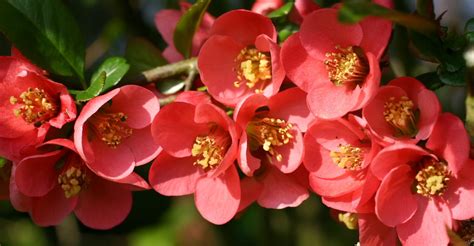 Fleurs de cognassier