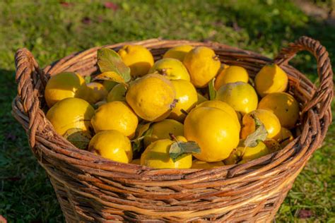 Panier de coings jaunes