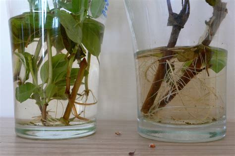 Exemple de bouture de tige dans l'eau