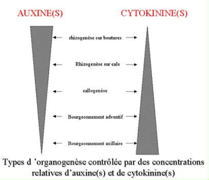Structure des phytohormones (auxine et cytokinine)