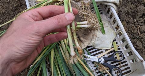 Étapes de repiquage du poireau : habillage des plants.