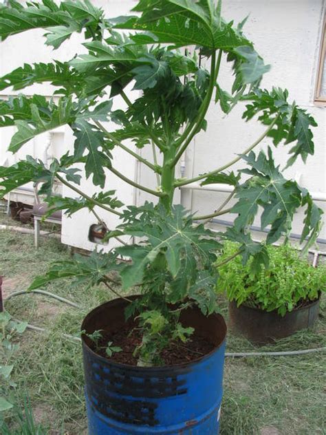 Illustration d'un jeune papayer nain en pot