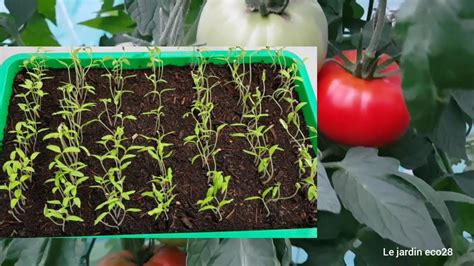 Planter des semis de tomates avec du compost