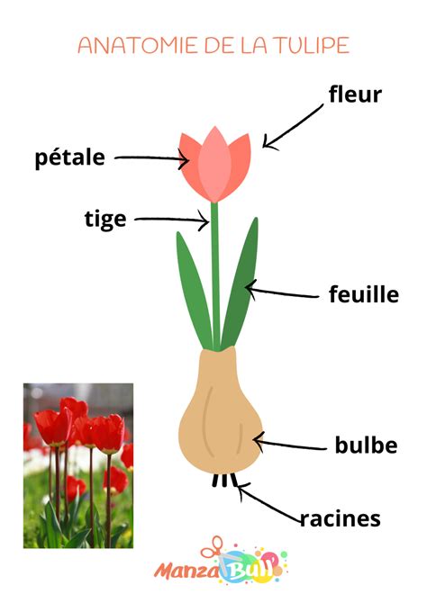 Illustration d'un bulbe de tulipe et de ses différentes parties