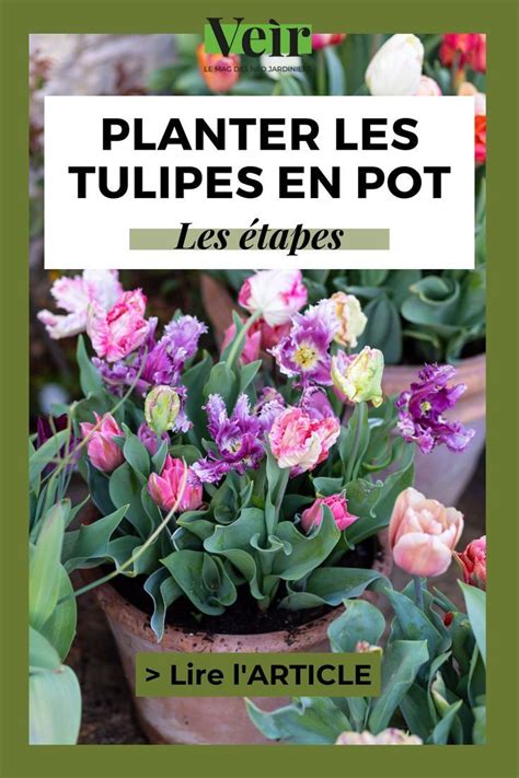 Infographie sur la plantation des bulbes de tulipes en pot