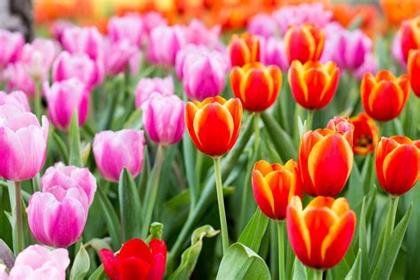 Image d'une tulipe saine en pleine floraison